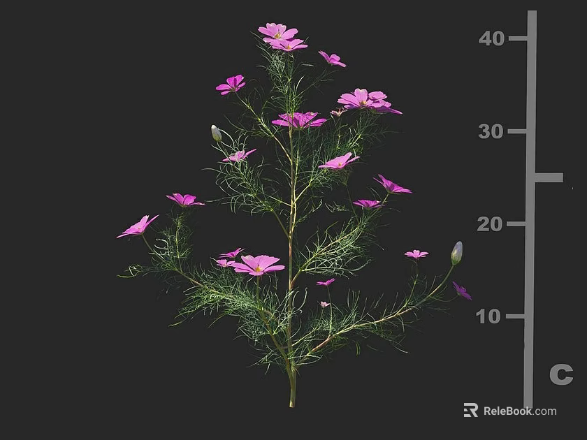 Pink Flowers With Green Foliage On Height Measurement Ruler Scale 3d model 