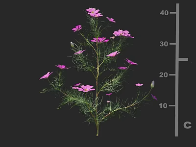 Pink Flowers With Green Foliage On Height Measurement Ruler Scale 3d model