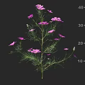 Pink Flowers With Green Foliage On Height Measurement Ruler Scale