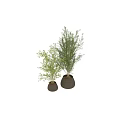 Potted Bonsai Plants with Lush Green Foliage and Textured Brown Planters