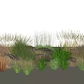 Various Ornamental Grasses With Different Heights And Colors Surrounded By Rocks Under Cloudy Sky
