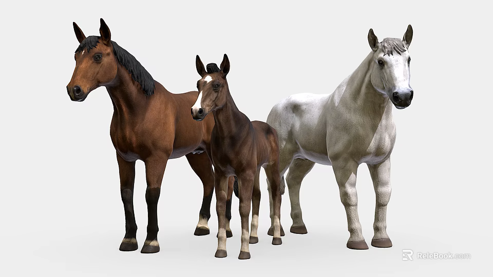 Three Horses Including Brown Adult Foal And White Stallion Standing Together 3d model 