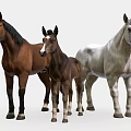 Three Horses Including Brown Adult Foal And White Stallion Standing Together