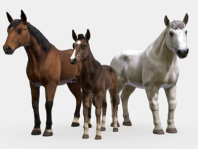Three Horses Including Brown Adult Foal And White Stallion Standing Together 3d model