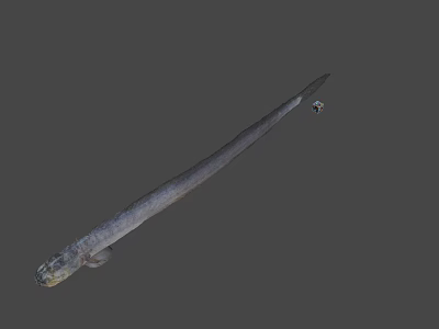 Slender Aquatic Fish With Elongated Gray Body And Streamlined Shape In Neutral Background 3d model