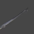 Slender Aquatic Fish With Elongated Gray Body And Streamlined Shape In Neutral Background