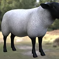 Black And White Sheep Standing On Green Grassland With Trees Background