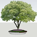 Decorative Circular Tree Pit With Large Green Tree And Surrounding Fountains On Paved Ground