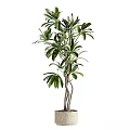 Lush Bonsai Potted Plant with Twisted Trunk and Green Leaves for Indoor Decor