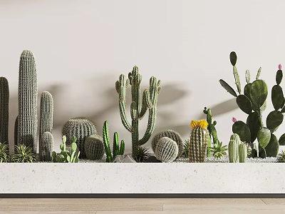 Various Shaped Cacti Bonsai Succulent Plants In White Container For Indoor Decoration 3d model