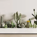 Various Shaped Cacti Bonsai Succulent Plants In White Container For Indoor Decoration