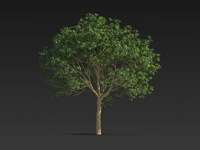 Isolated Lush Green Arbor Tree With Dense Foliage And Straight Brown Trunk 3d model