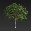 Isolated Lush Green Arbor Tree With Dense Foliage And Straight Brown Trunk