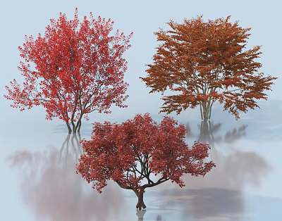 Three trees with red and orange leaves showing reflections on calm water surface 3d model