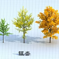 Ginkgo Arbor Showcase With Green Yellow And Golden Leaves In Different Growth Stages