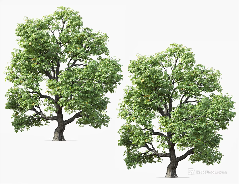 Two Healthy Lush Green Arbor Trees With Strong Trunks And Foliage 3d model 