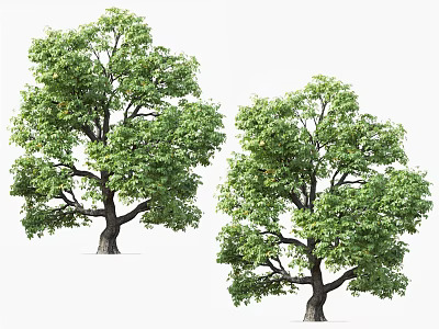 Two Healthy Lush Green Arbor Trees With Strong Trunks And Foliage 3d model
