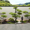 Artistically Shaped Trees with Stone Lantern Rockery Green Shrubs Slate Floor and Mountain Backdrop