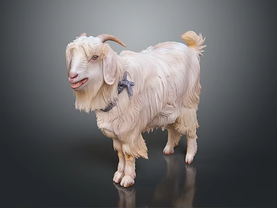 White Goat With Long Hair Horns And Blue Collar Standing On Dark Background 3d model