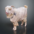 White Goat With Long Hair Horns And Blue Collar Standing On Dark Background