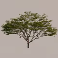 Isolated Arbor Tree With Green Leafy Foliage And Natural Trunk Shadow 3d model