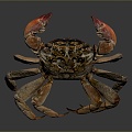 crab sea crab river crab hairy crab bread crab hermit crab big crab small crab marine animal fish 3d model