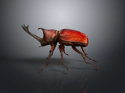 Red Beetle With Single Horn On Gray Background Close Up View 3d model