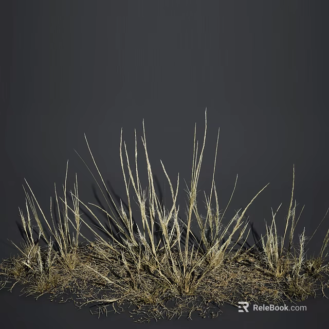Dry Slender Grass Growing Naturally Against Dark Background With Simple Natural Style 3d model 