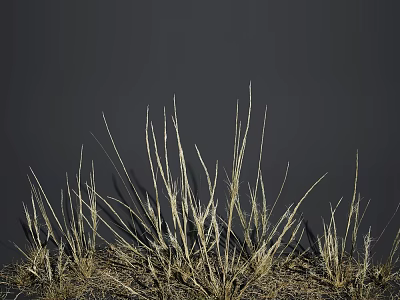 Dry Slender Grass Growing Naturally Against Dark Background With Simple Natural Style 3d model