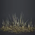 Dry Slender Grass Growing Naturally Against Dark Background With Simple Natural Style