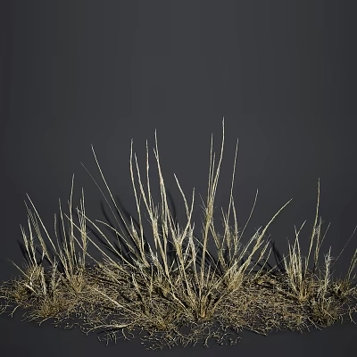 Dry Slender Grass Growing Naturally Against Dark Background With Simple Natural Style 3d model