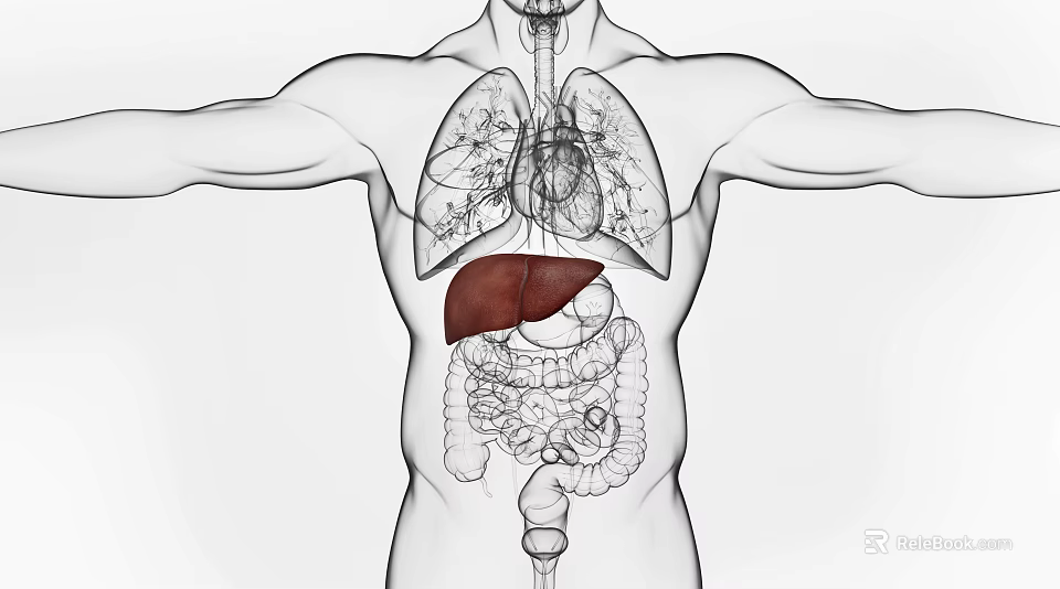 Detailed Anatomical Illustration of Human Abdominal Organs Showing Internal Structure 3d model 