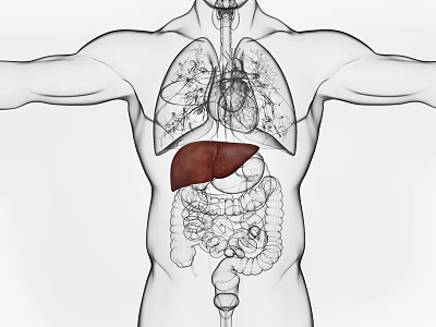 Detailed Anatomical Illustration of Human Abdominal Organs Showing Internal Structure 3d model