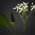Fresh Plant With White Flowers And Green Leaves On Natural Branches