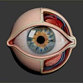 Detailed Human Eye Anatomy Model Displaying Iris Pupil Retina And Blood Vessels