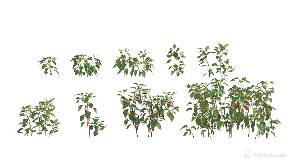 Fresh Chili Pepper Plants With Green Leaves And Red Fruits In Various Sizes 3d model 