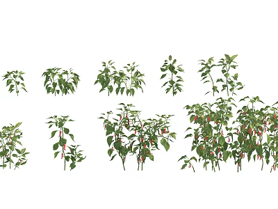 Fresh Chili Pepper Plants With Green Leaves And Red Fruits In Various Sizes 3d model