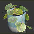 Trailing Houseplant with Large Round Green Leaves in Blue and White Decorative Pot