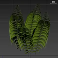 Green Ferns Displayed on White Cube with Black Background and Measurement Scale