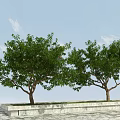 Two Green Leafy Arbor Trees on Stone Paved Ground with Blue Sky 3d model