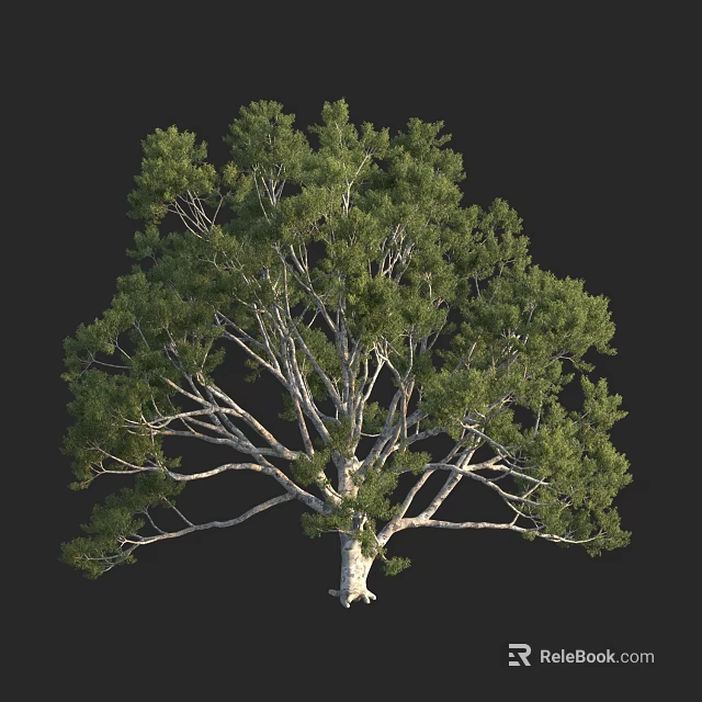 Lush Foliage Arbor With Elegant Trunk And Branch Structure On Black Background 3d model 