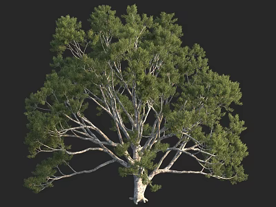 Lush Foliage Arbor With Elegant Trunk And Branch Structure On Black Background 3d model