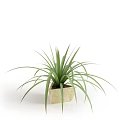 Green Potted Plant With Long Narrow Leaves In Light Colored Square Pot