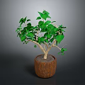 Lush Indoor Plant With Green Leaves And Stems In Brown Wooden Pot