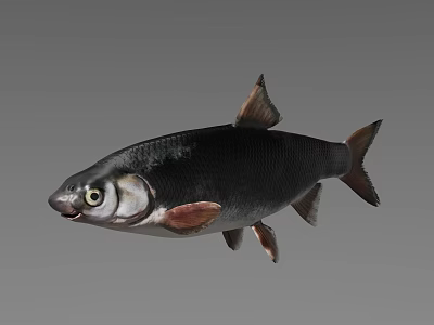 Vibrant Silver And Black Freshwater Aquarium Fish In Clear Tank Environment 3d model