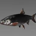 Vibrant Silver And Black Freshwater Aquarium Fish In Clear Tank Environment