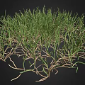 Green Grass Plant with Exposed Roots Growing on Black Background