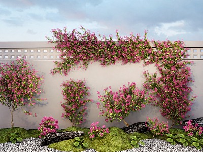 Bougainvillea vine climbing rose green plant wall 3d model