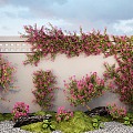 Bougainvillea vine vine climbing rose green plant wall 3d model