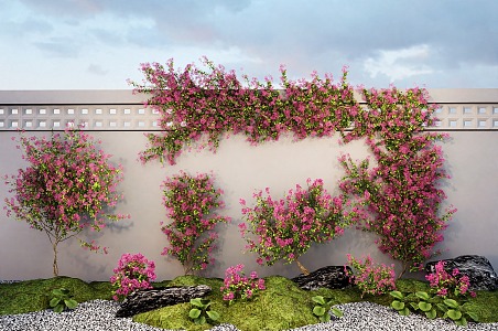 Bougainvillea vine climbing rose green plant wall 3d model